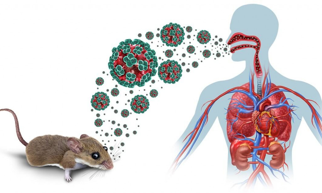 Hantavirus: Skrivena opasnost iz prirode i kako je prepoznati