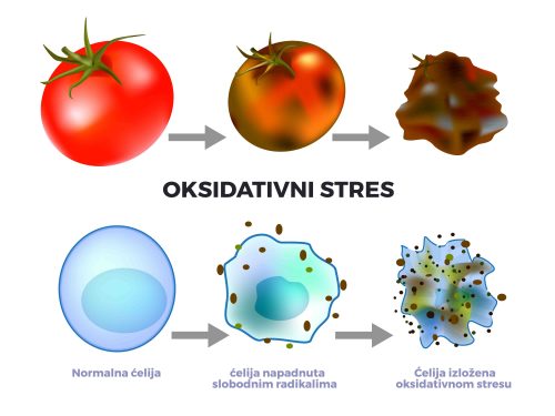 oksidativni stres slobodni radikali oksidacija celije